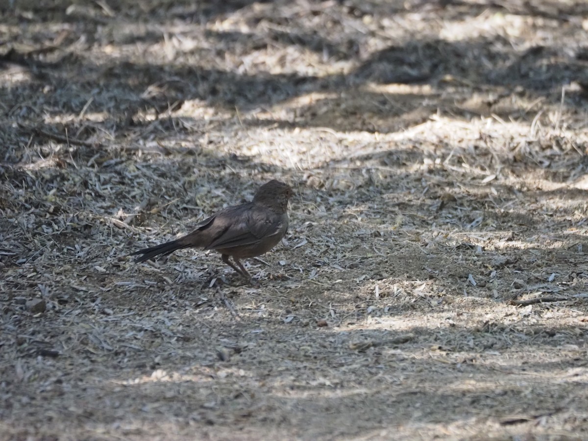 California Towhee - ML639486508