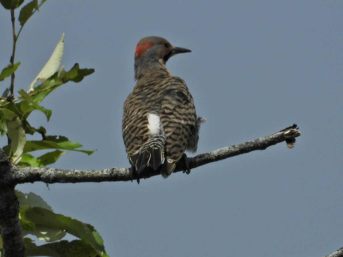 Northern Flicker - Deb Diane