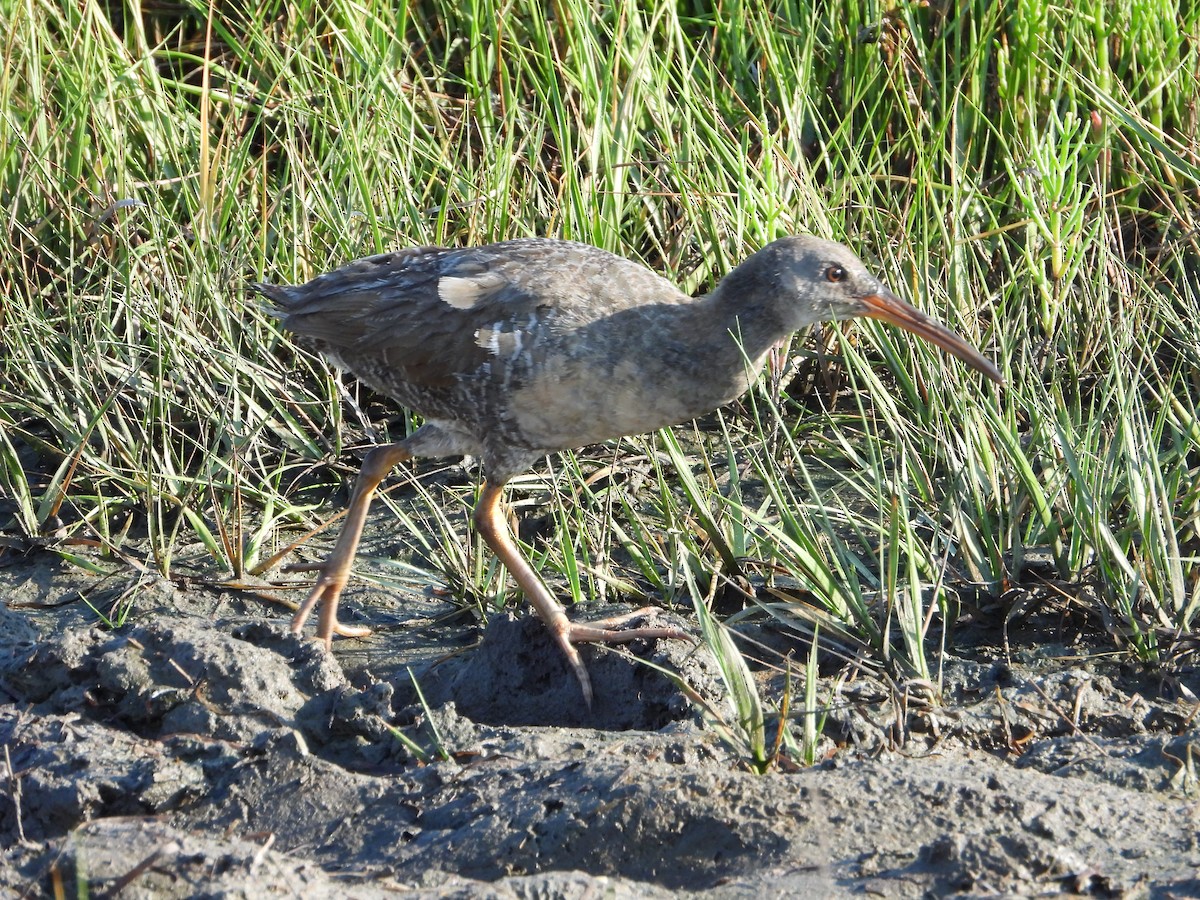 Clapper Rail (Atlantic Coast) - Joe Corcoran
