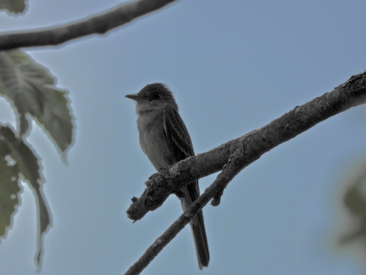 Eastern Wood-Pewee - Deb Diane