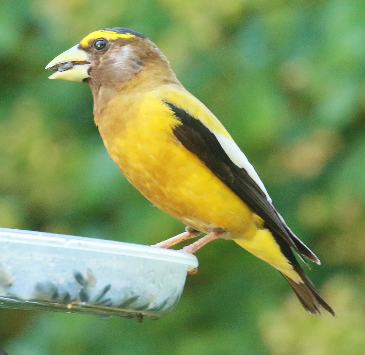 Evening Grosbeak - ML639486598