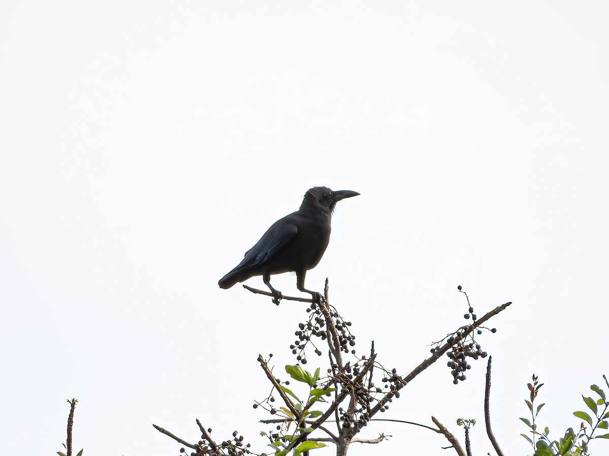 Sulawesi Crow - ML639486770