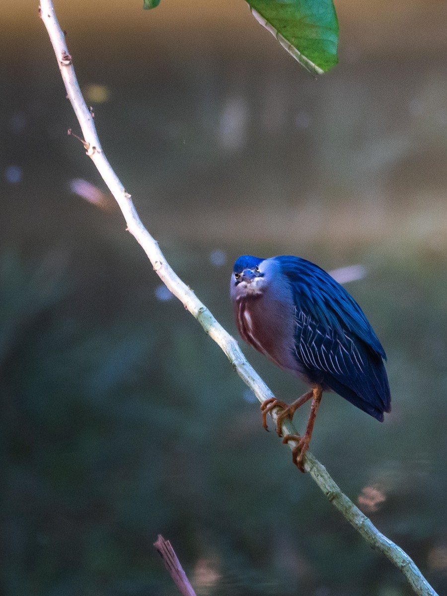 Striated Heron (South American) - ML639486788