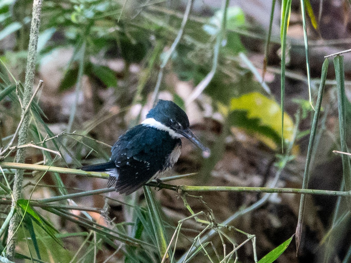 Green Kingfisher - ML639486794