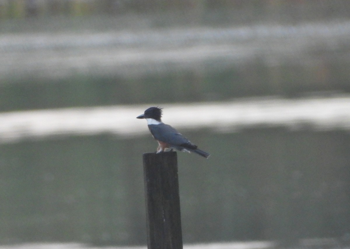 Belted Kingfisher - ML639486823