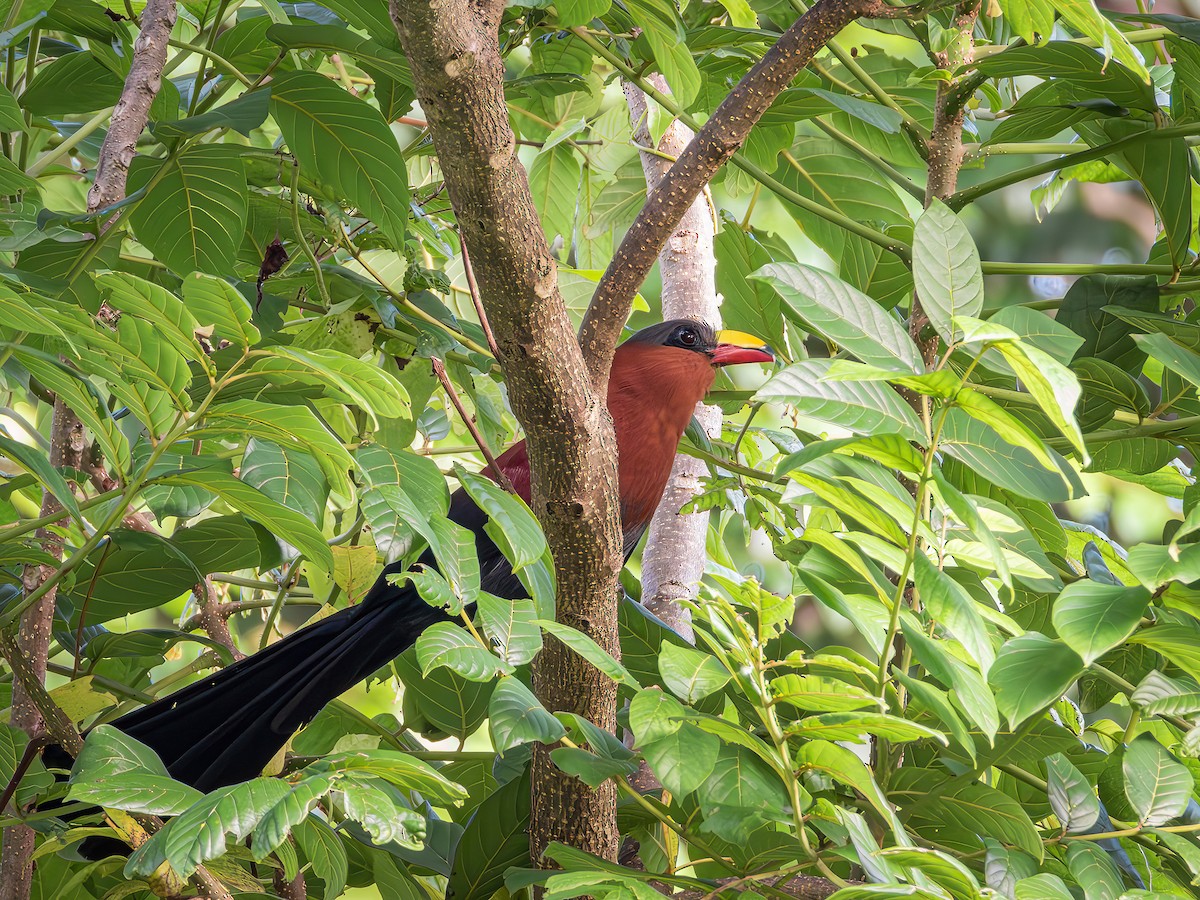 Yellow-billed Malkoha - ML639486830