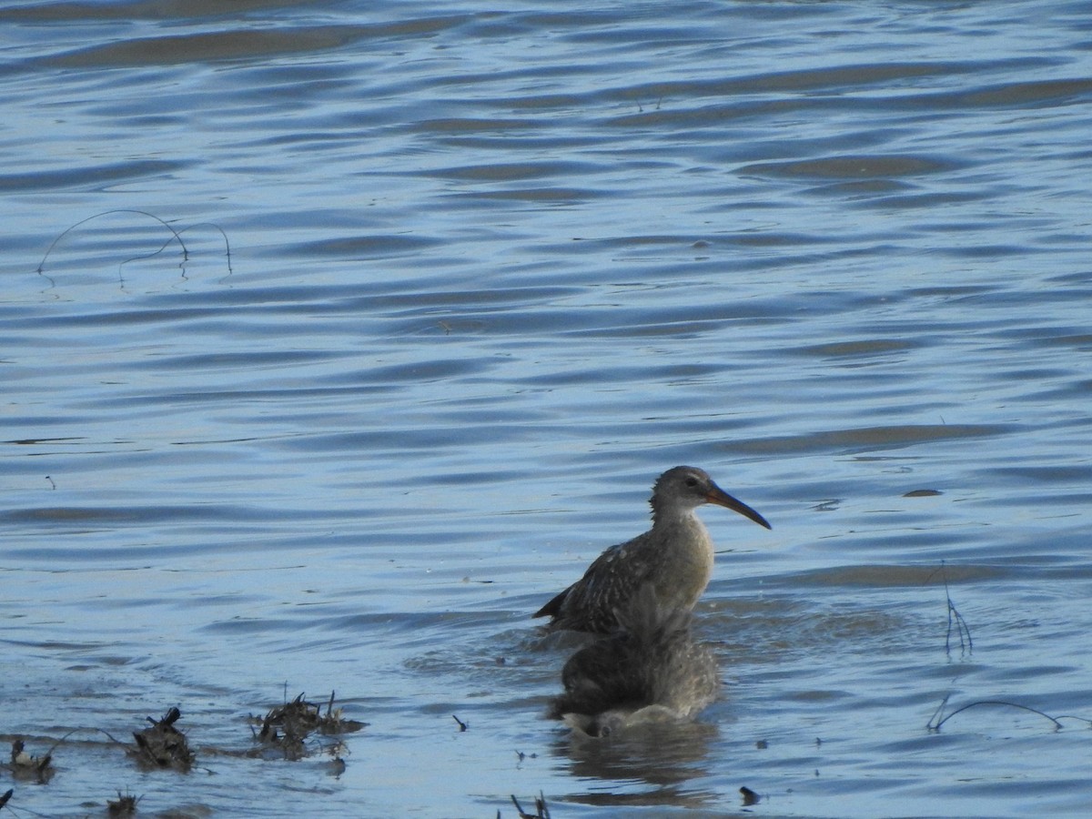 Clapper Rail - ML639486854