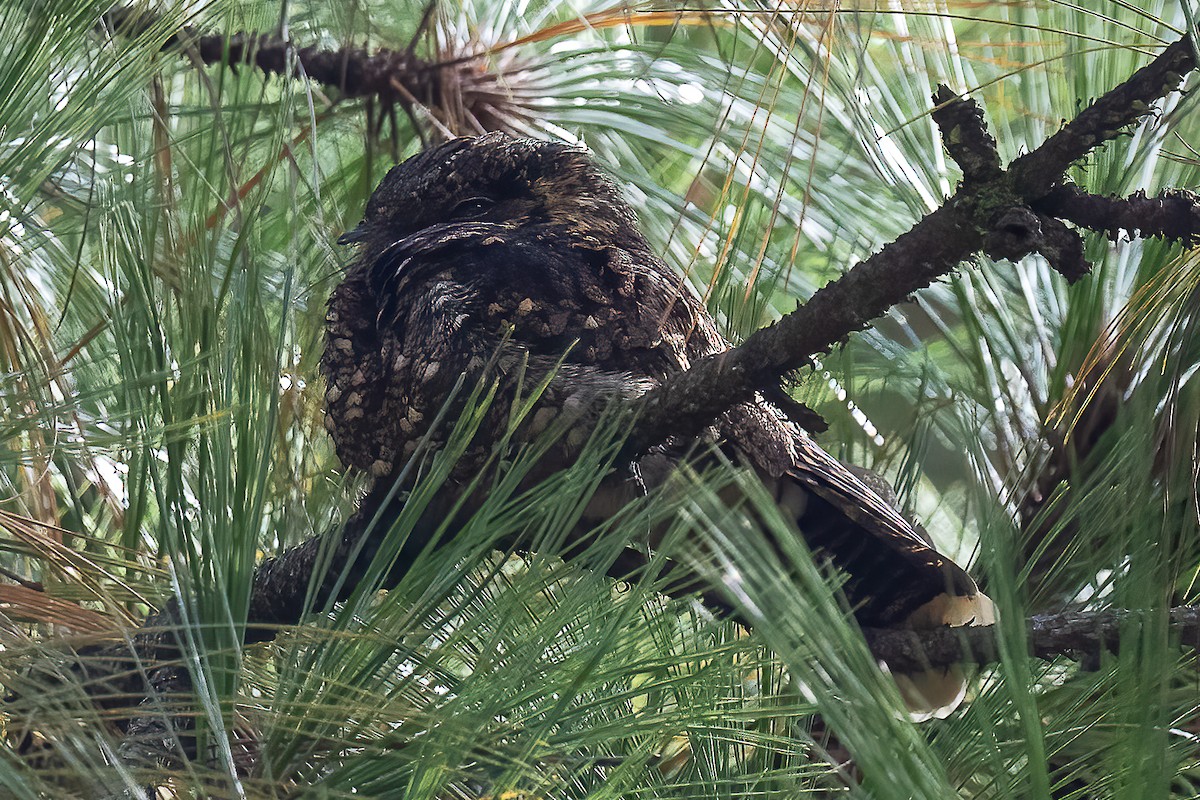 Mexican Whip-poor-will - ML639486885