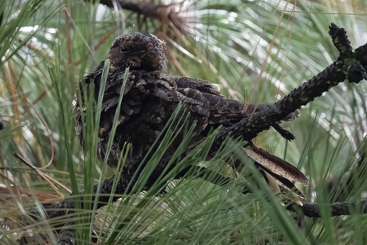 Mexican Whip-poor-will - ML639486899