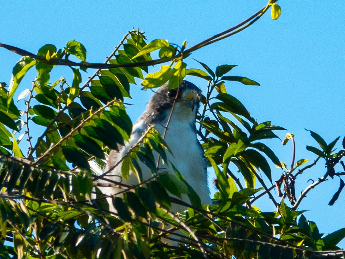 Short-tailed Hawk - ML639486964