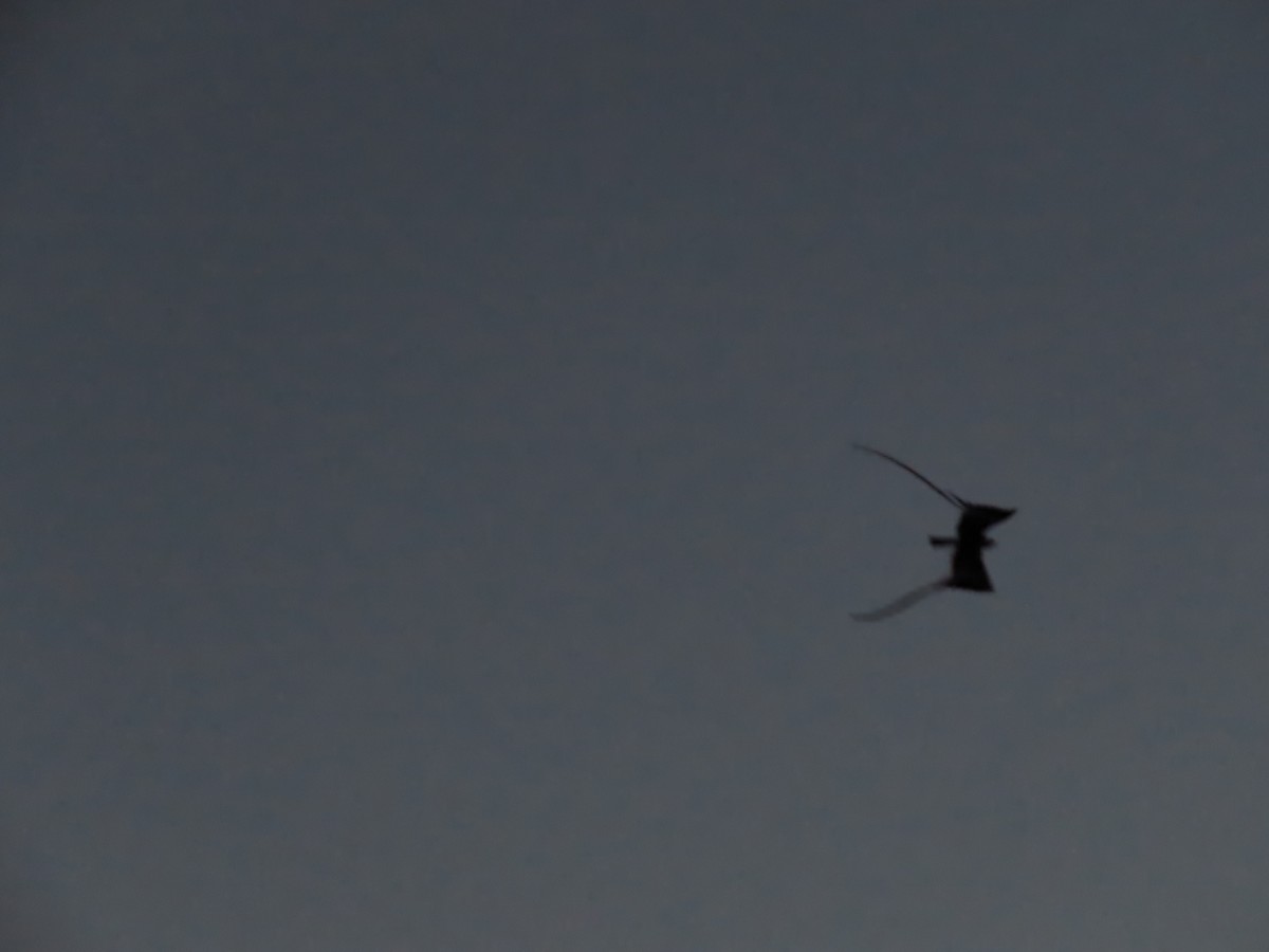 Pennant-winged Nightjar - ML639487007