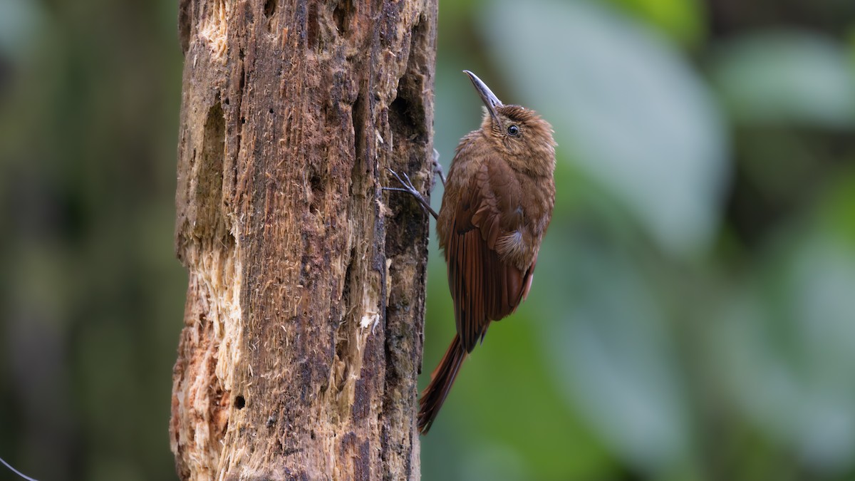 Tyrannine Woodcreeper - ML639487013