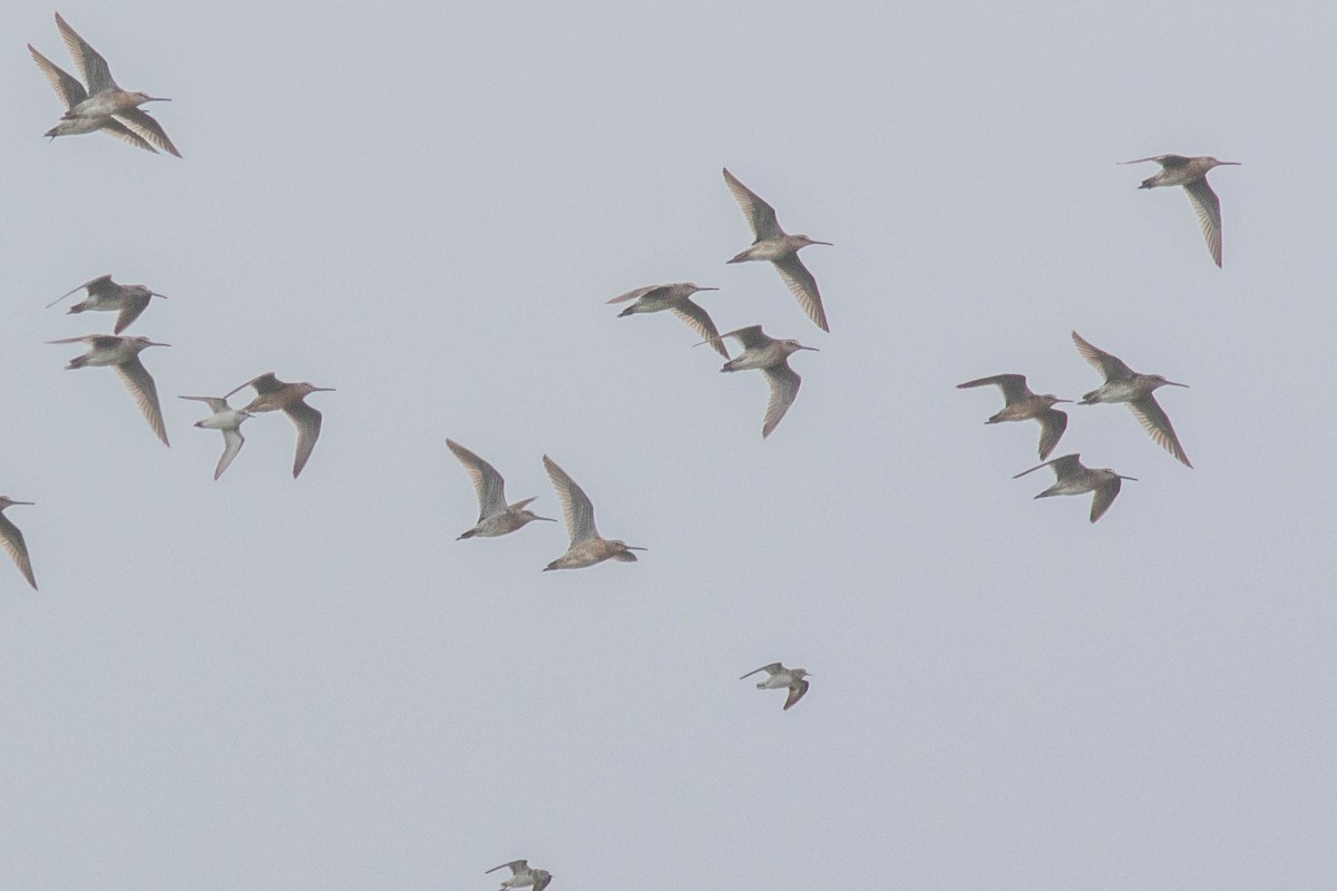 Short-billed Dowitcher (hendersoni) - ML639487042