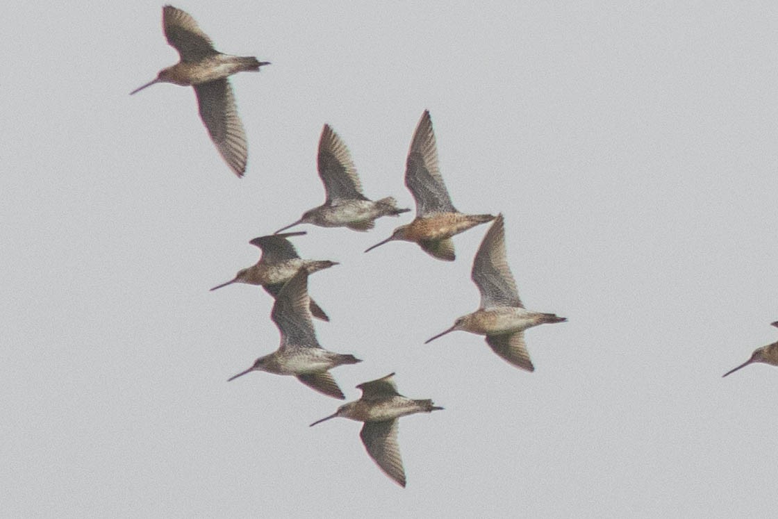 Short-billed Dowitcher (hendersoni) - ML639487043