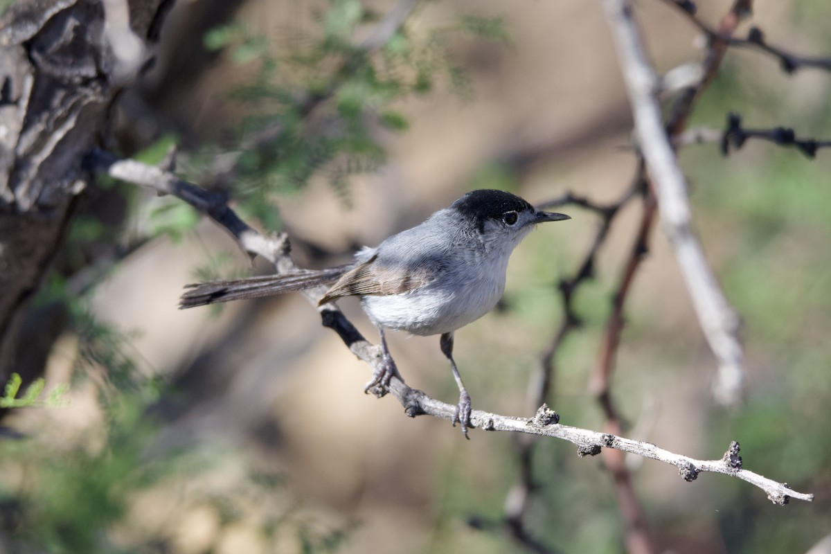 Black-tailed Gnatcatcher - ML639487046