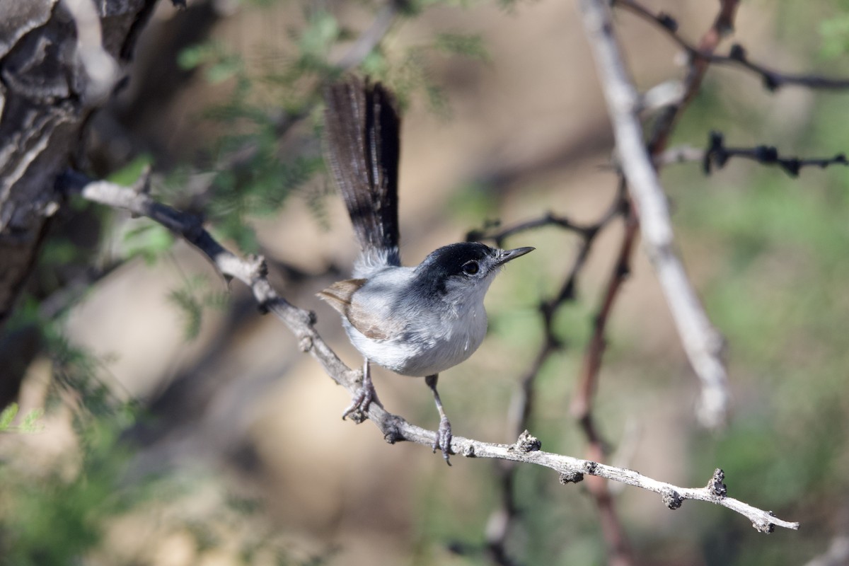 Black-tailed Gnatcatcher - ML639487047