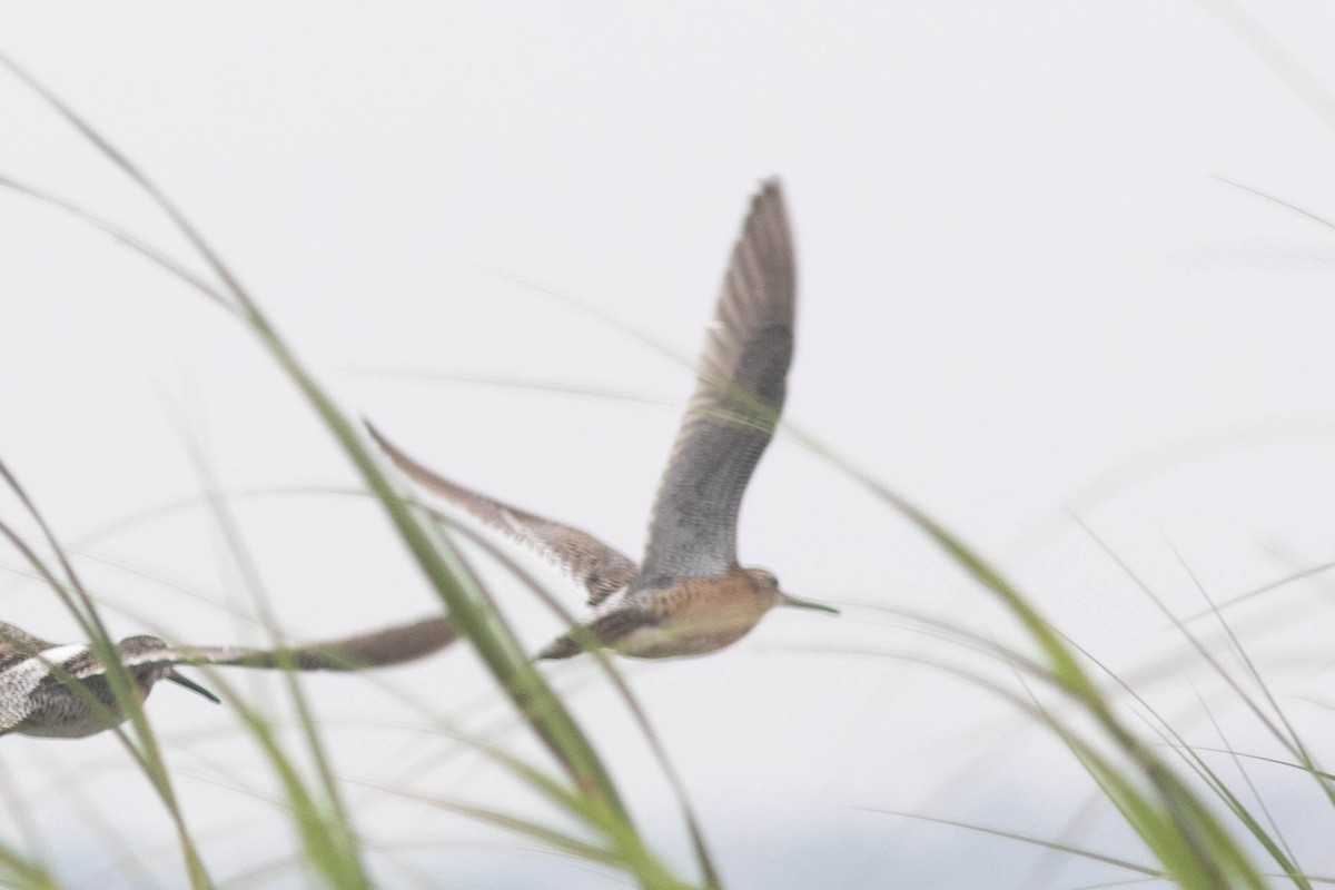 Short-billed Dowitcher (hendersoni) - ML639487105