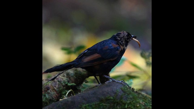 Ruby-crowned Tanager - ML639487127