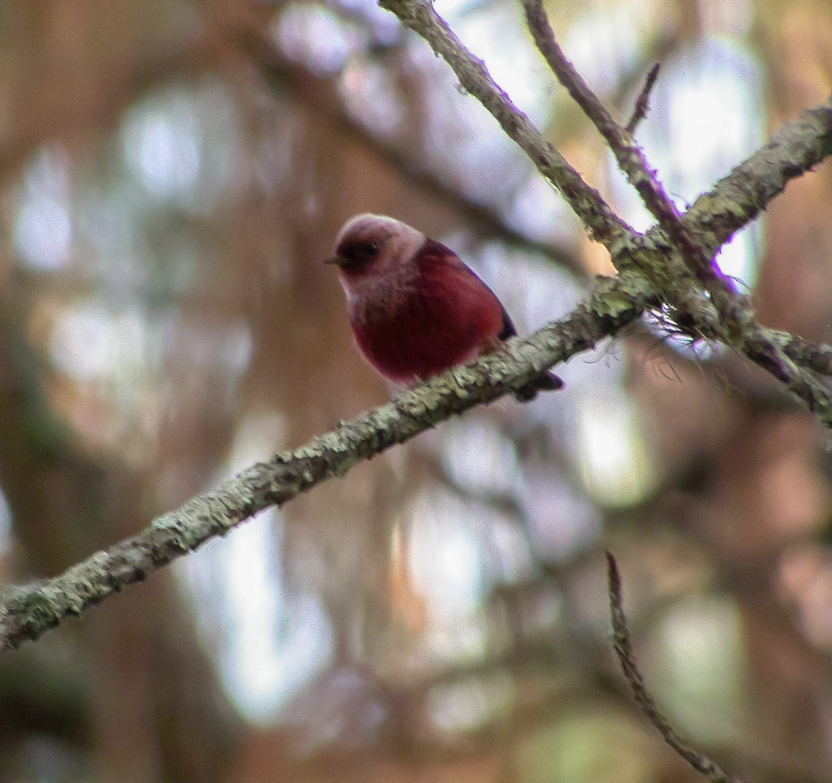 Pink-headed Warbler - ML639487128