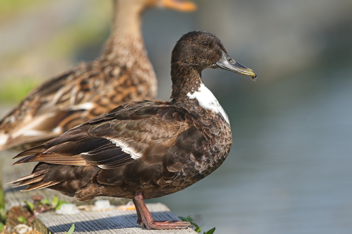 Mallard (Domestic type) - ML639487130