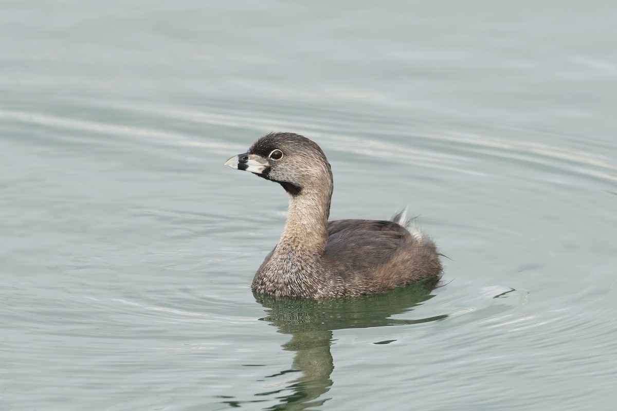 Pied-billed Grebe - ML639487137