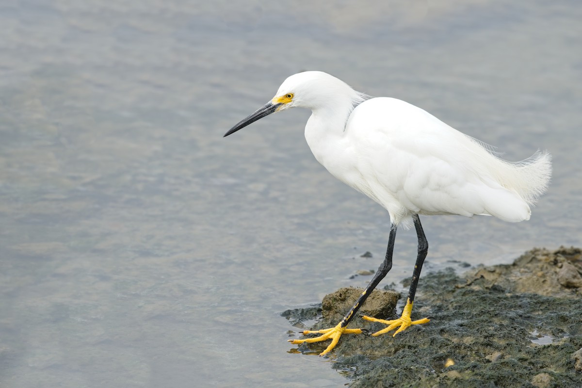 Snowy Egret - ML639487153