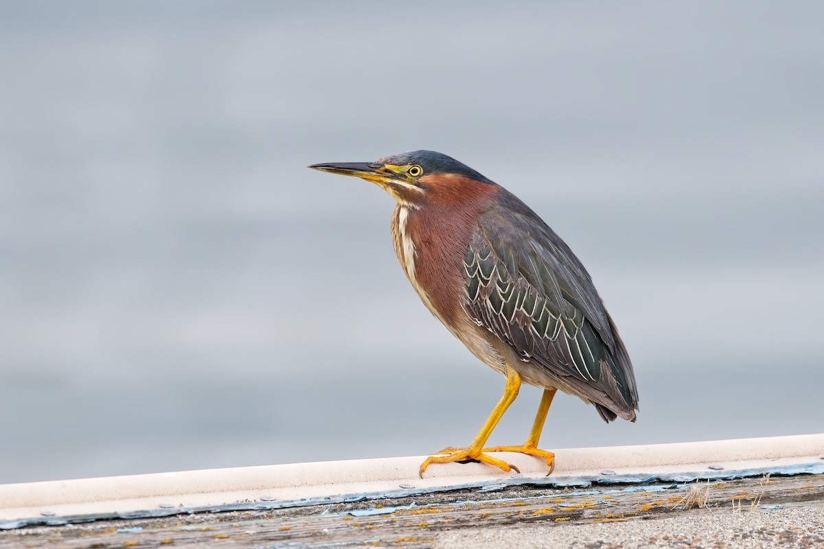 Green Heron - ML639487163