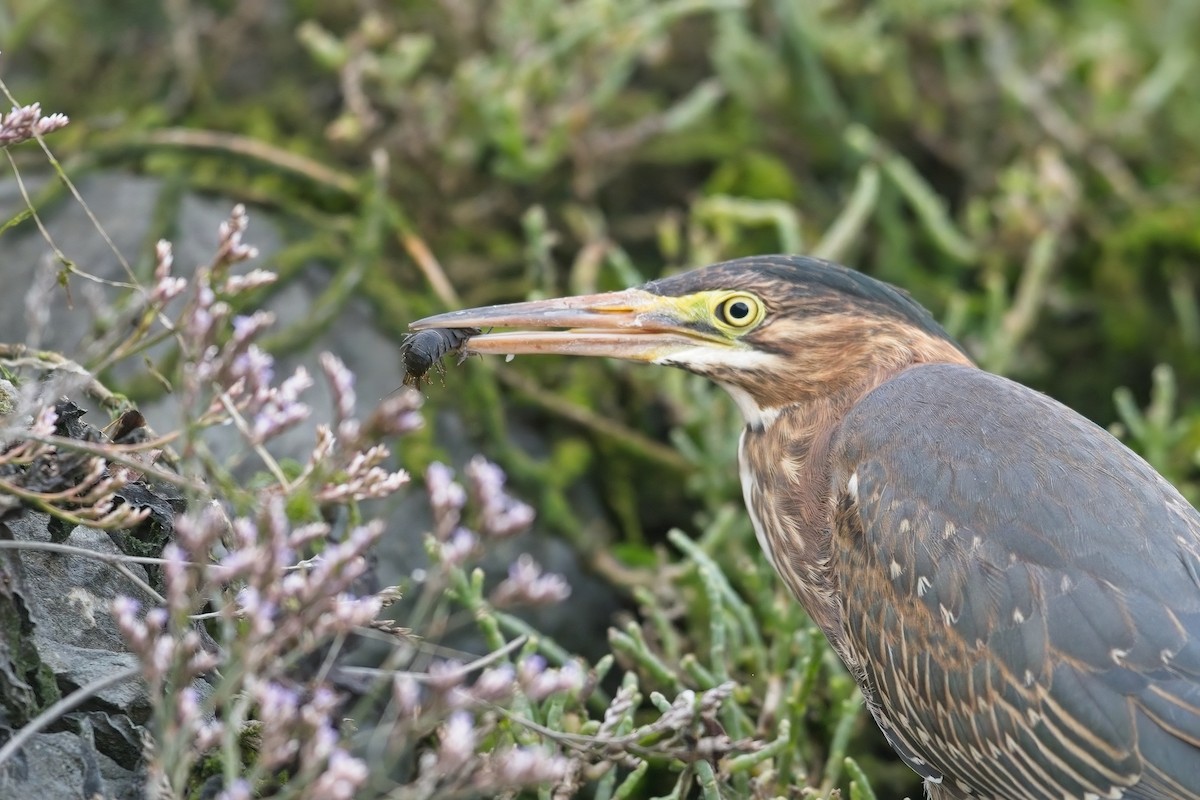 Green Heron - ML639487164