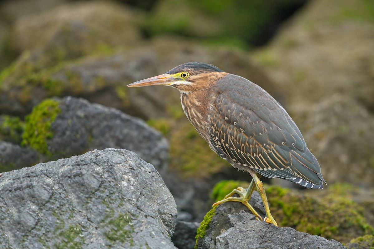 Green Heron - ML639487165