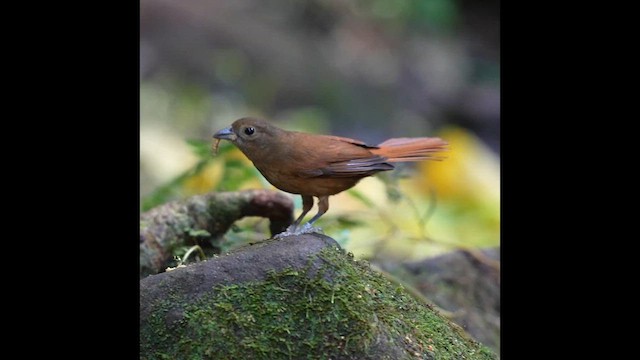 Ruby-crowned Tanager - ML639487168