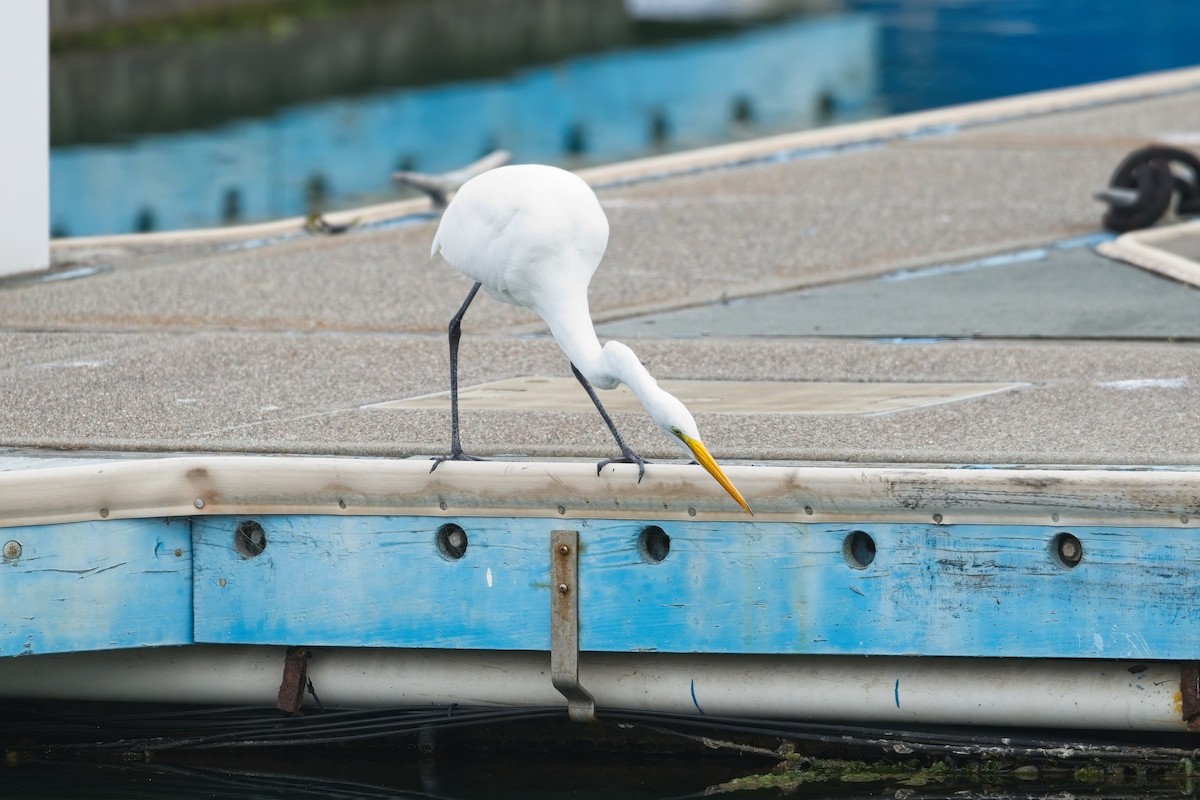 Great Egret - ML639487176