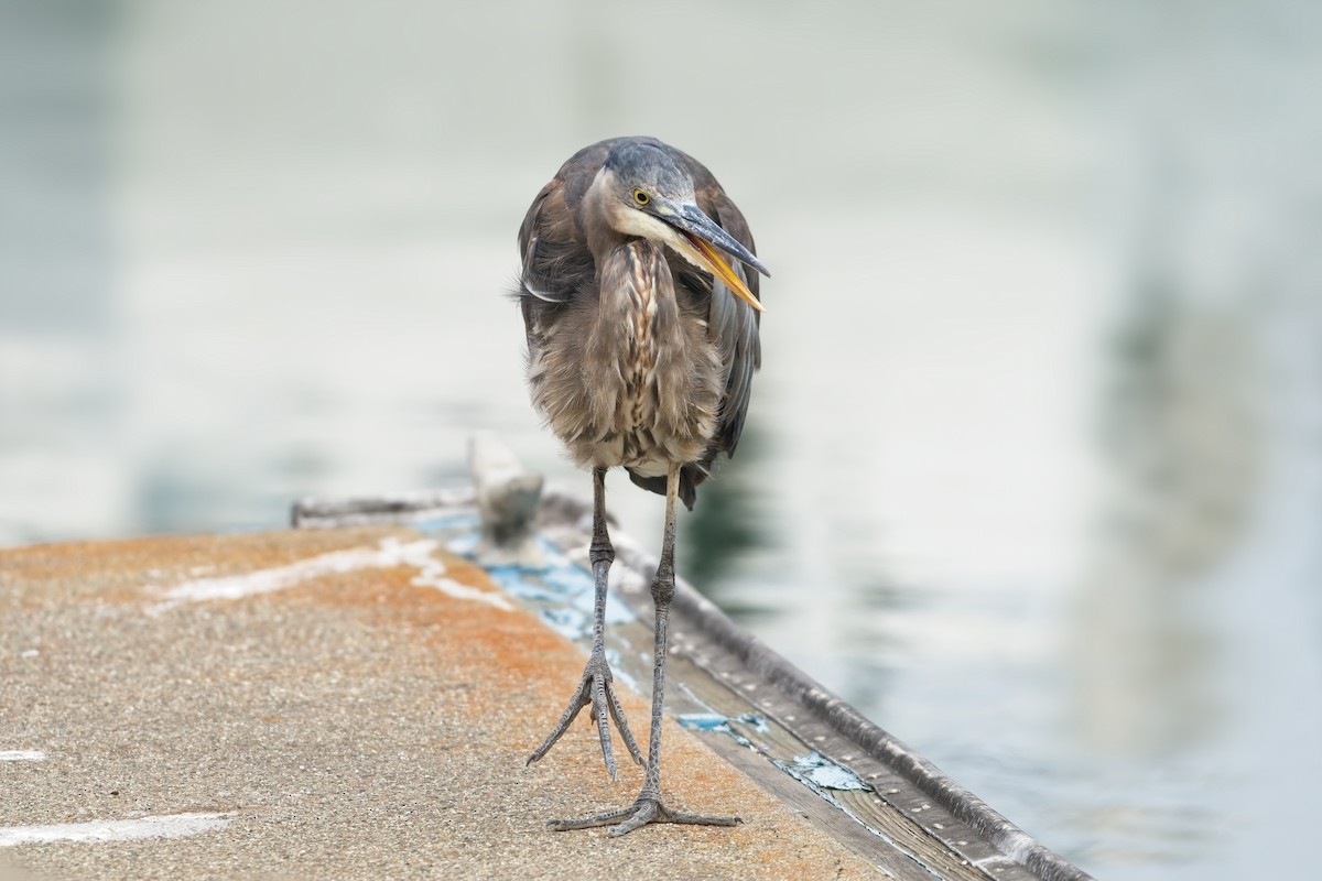 Great Blue Heron - ML639487193