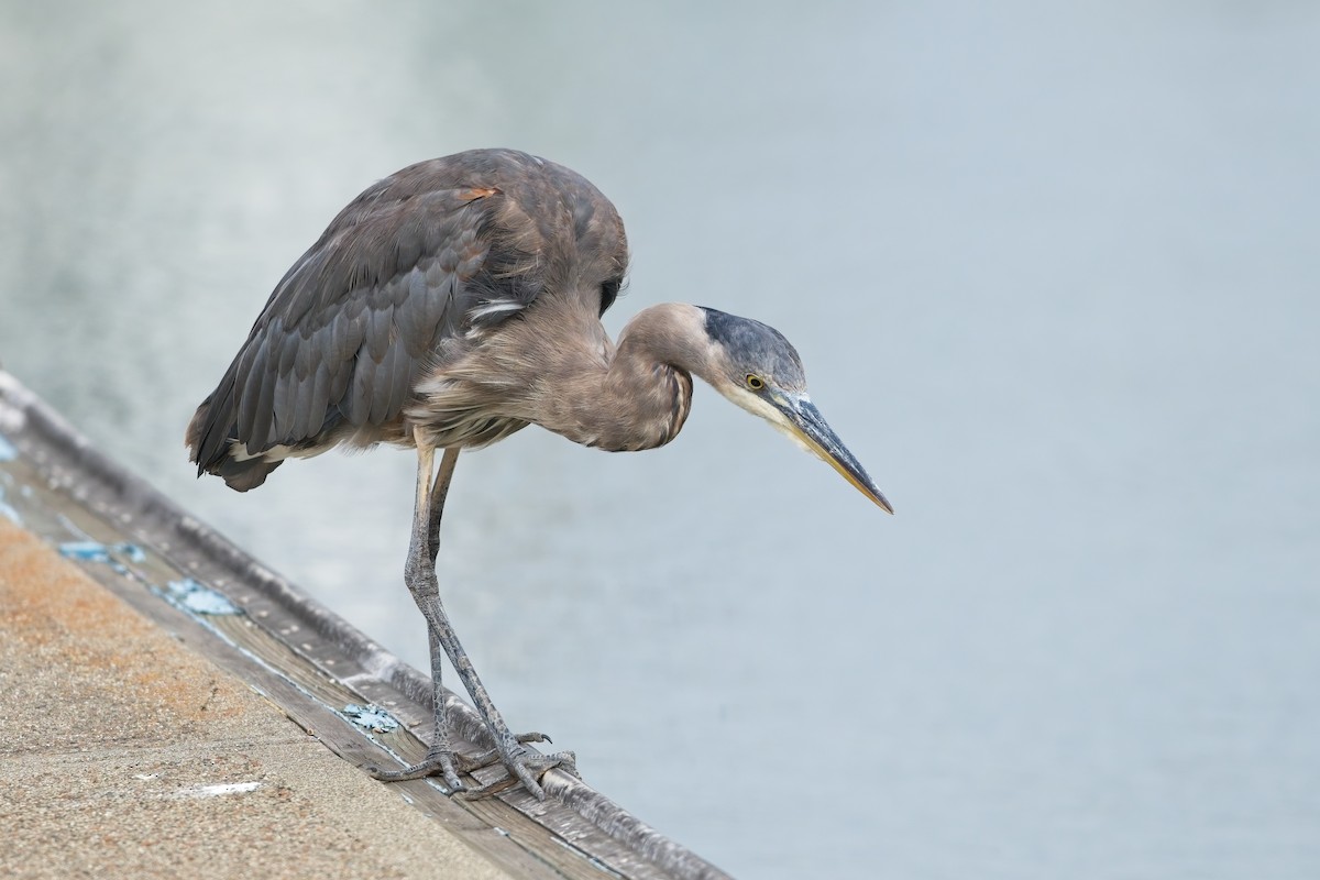 Great Blue Heron - ML639487194