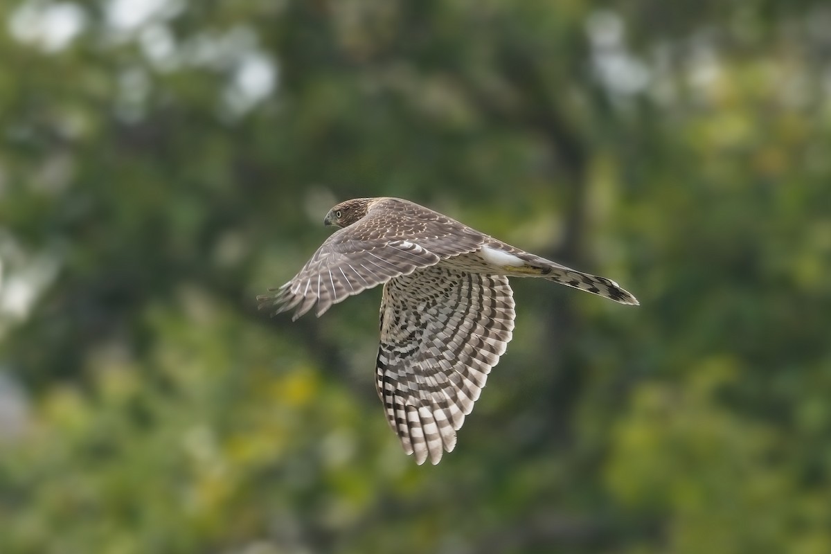 Cooper's Hawk - ML639487196