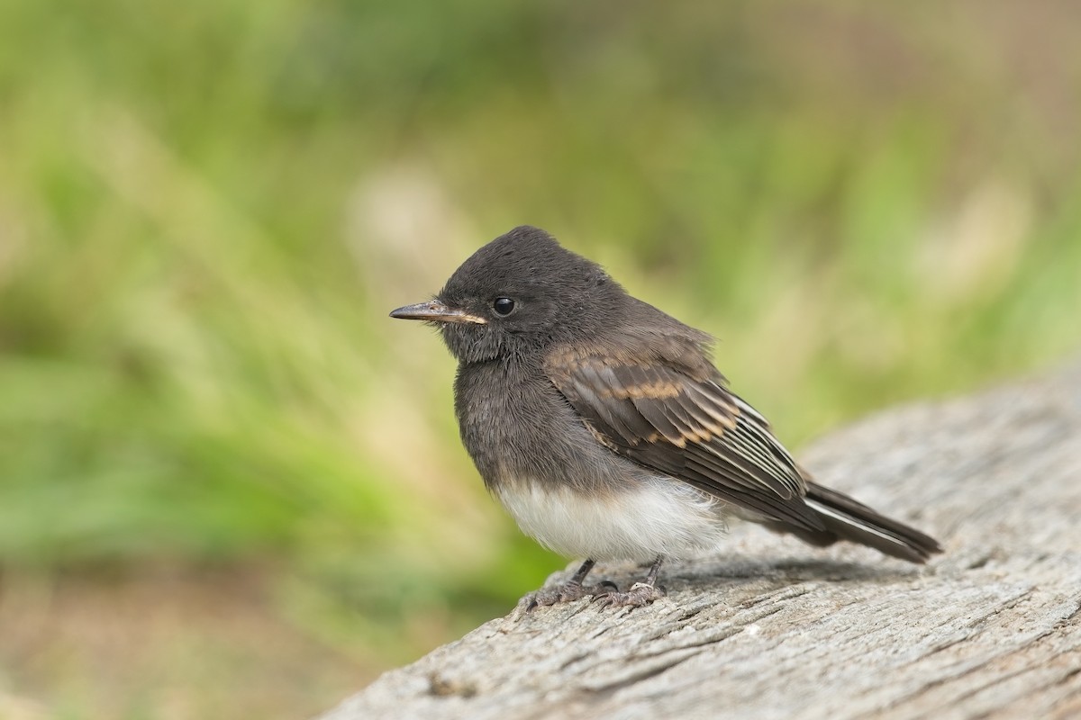 Black Phoebe - ML639487203