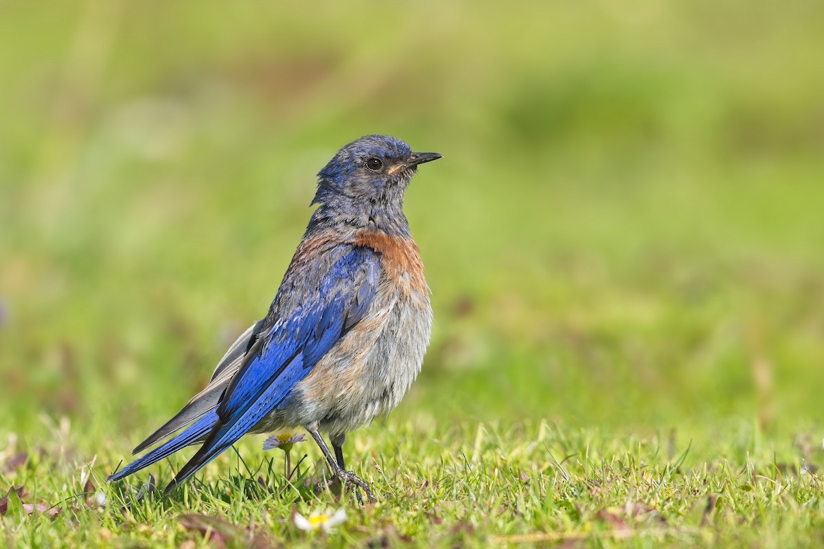 Western Bluebird - ML639487226