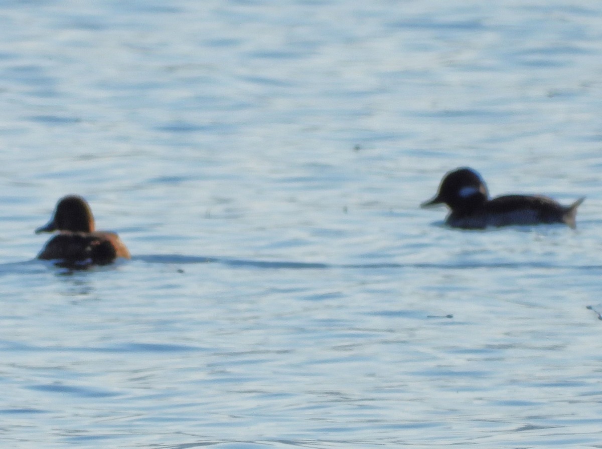 Bufflehead - ML639487228
