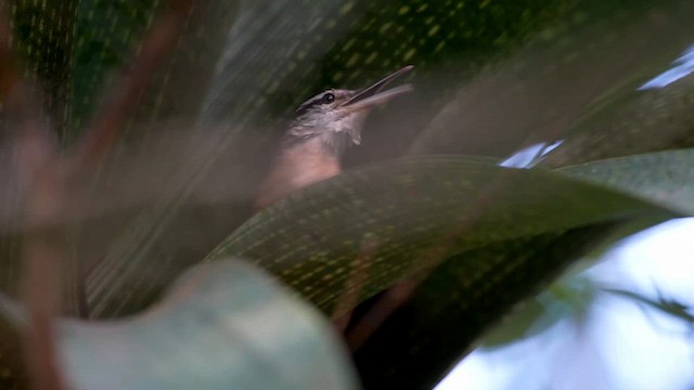 Long-billed Wren - ML639487229