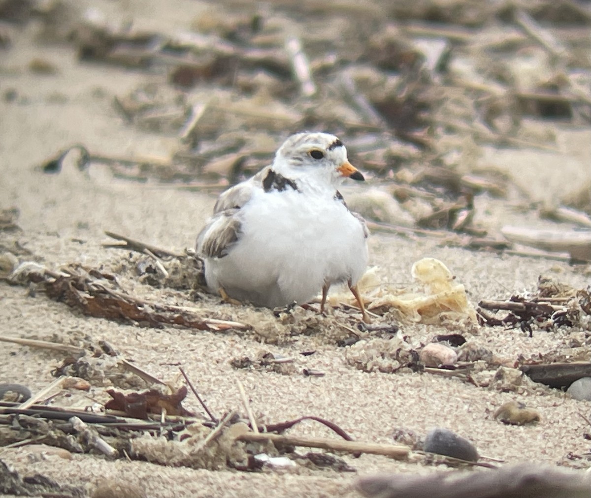 Piping Plover - ML639487235