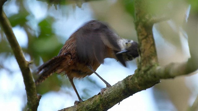 Long-billed Wren - ML639487247