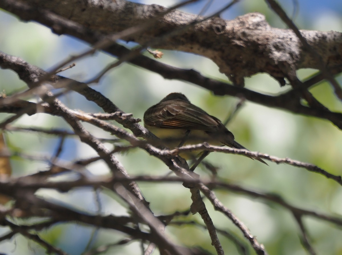 Brown-crested Flycatcher - ML639487261