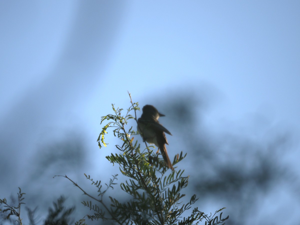 Brown-crested Flycatcher - ML639487262
