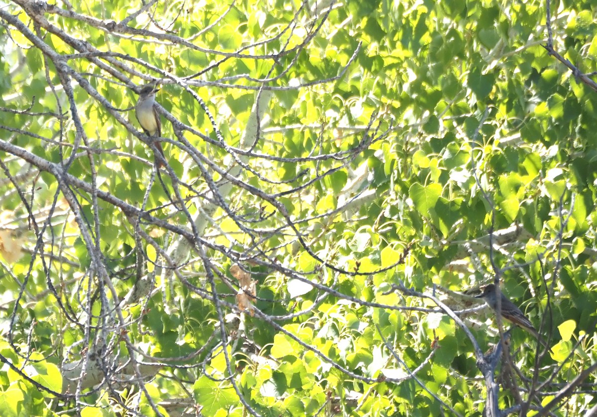 Brown-crested Flycatcher - ML639487263
