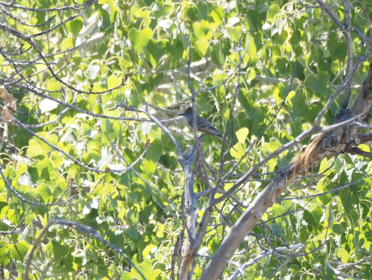Brown-crested Flycatcher - ML639487264