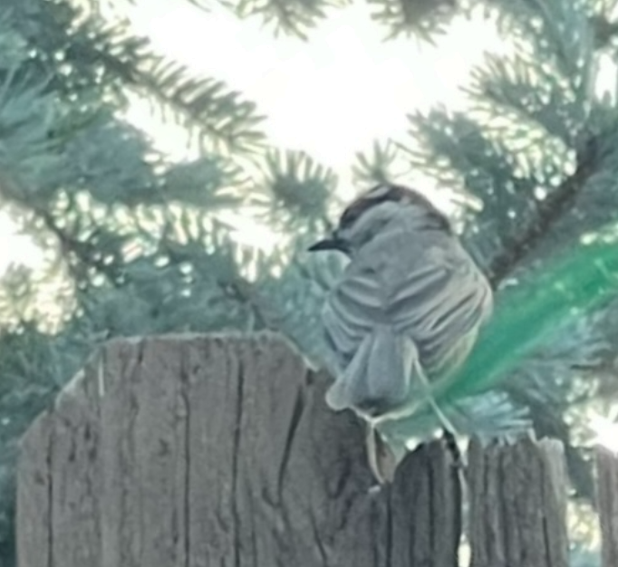 Mountain Chickadee - ML639487290