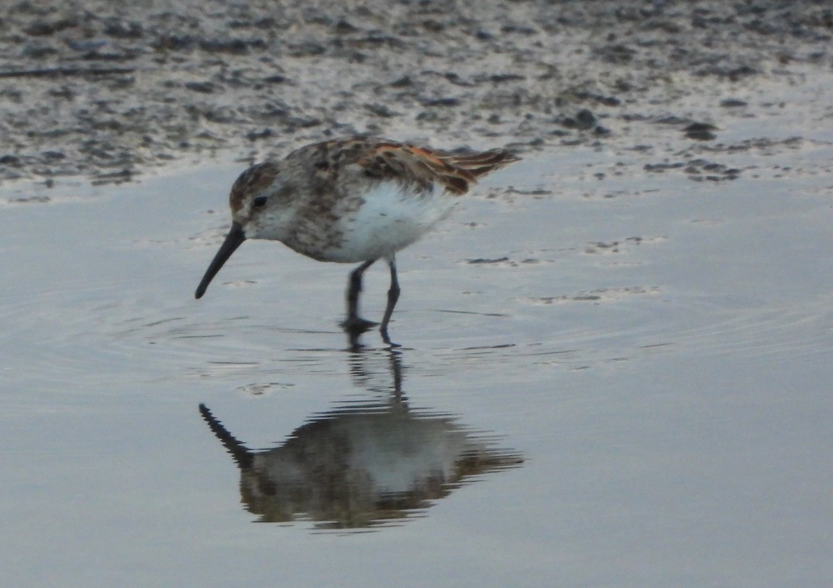 Western Sandpiper - ML639487295
