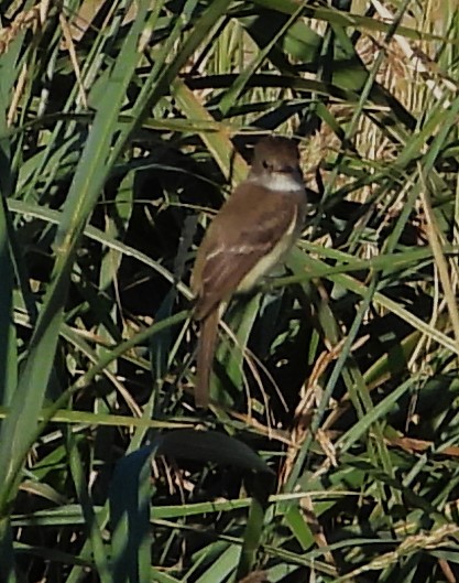 Willow Flycatcher - ML639487419