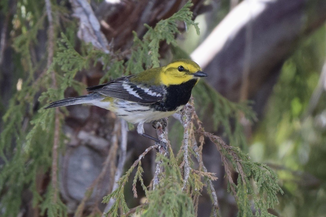 Black-throated Green Warbler - ML639487474