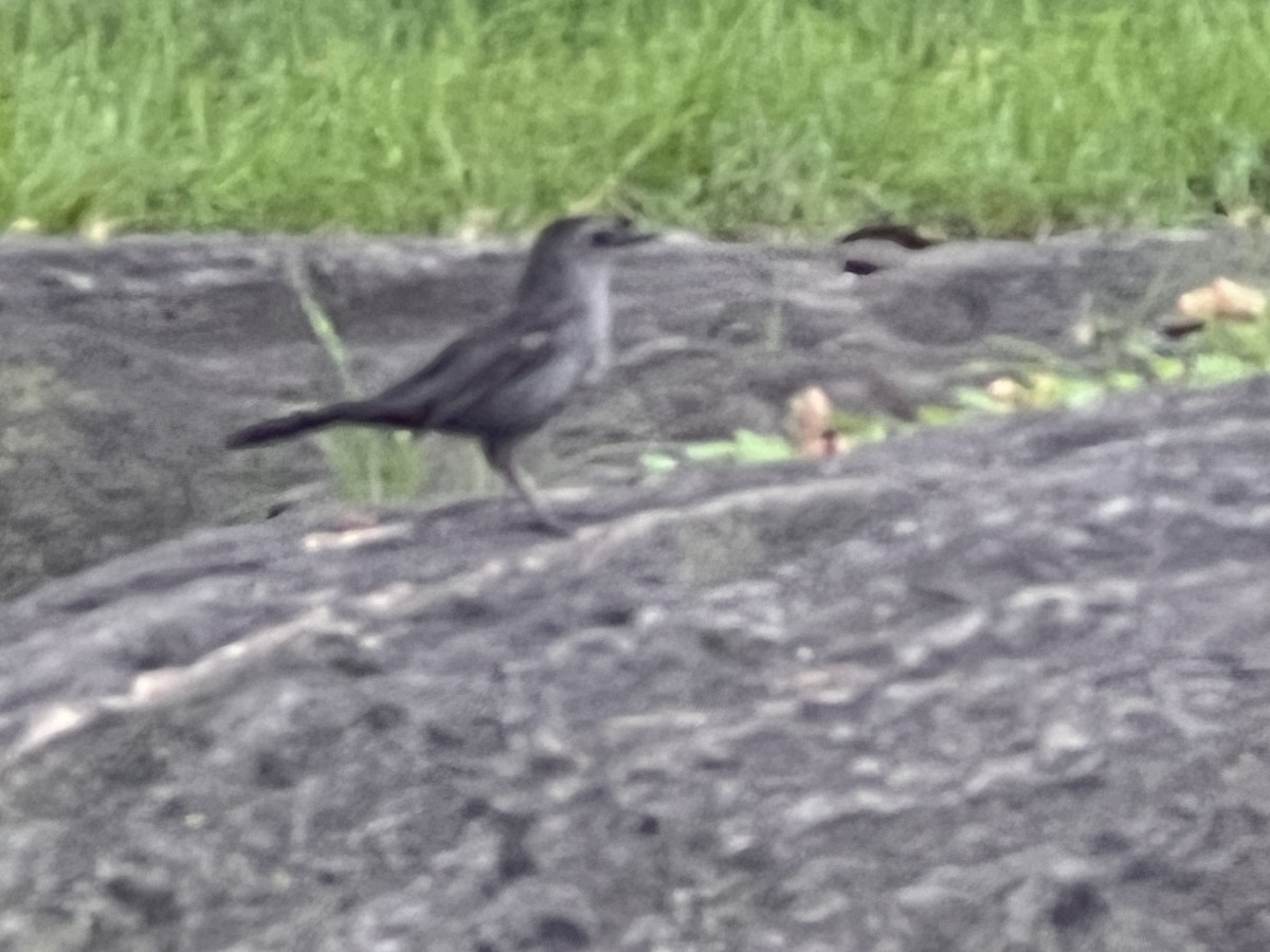 Gray Catbird - ML639487483