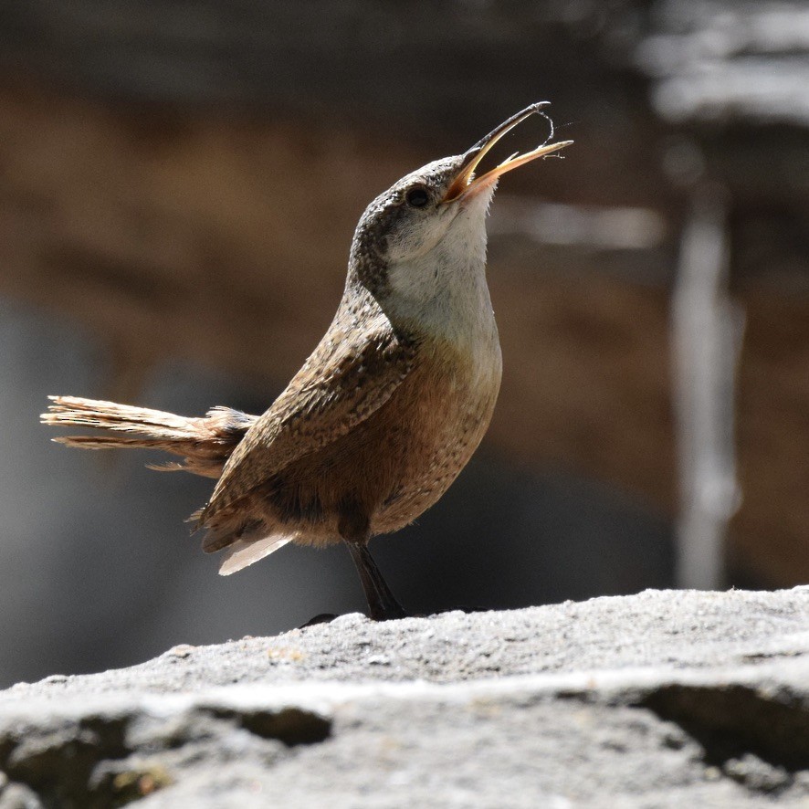 Canyon Wren - ML639487558